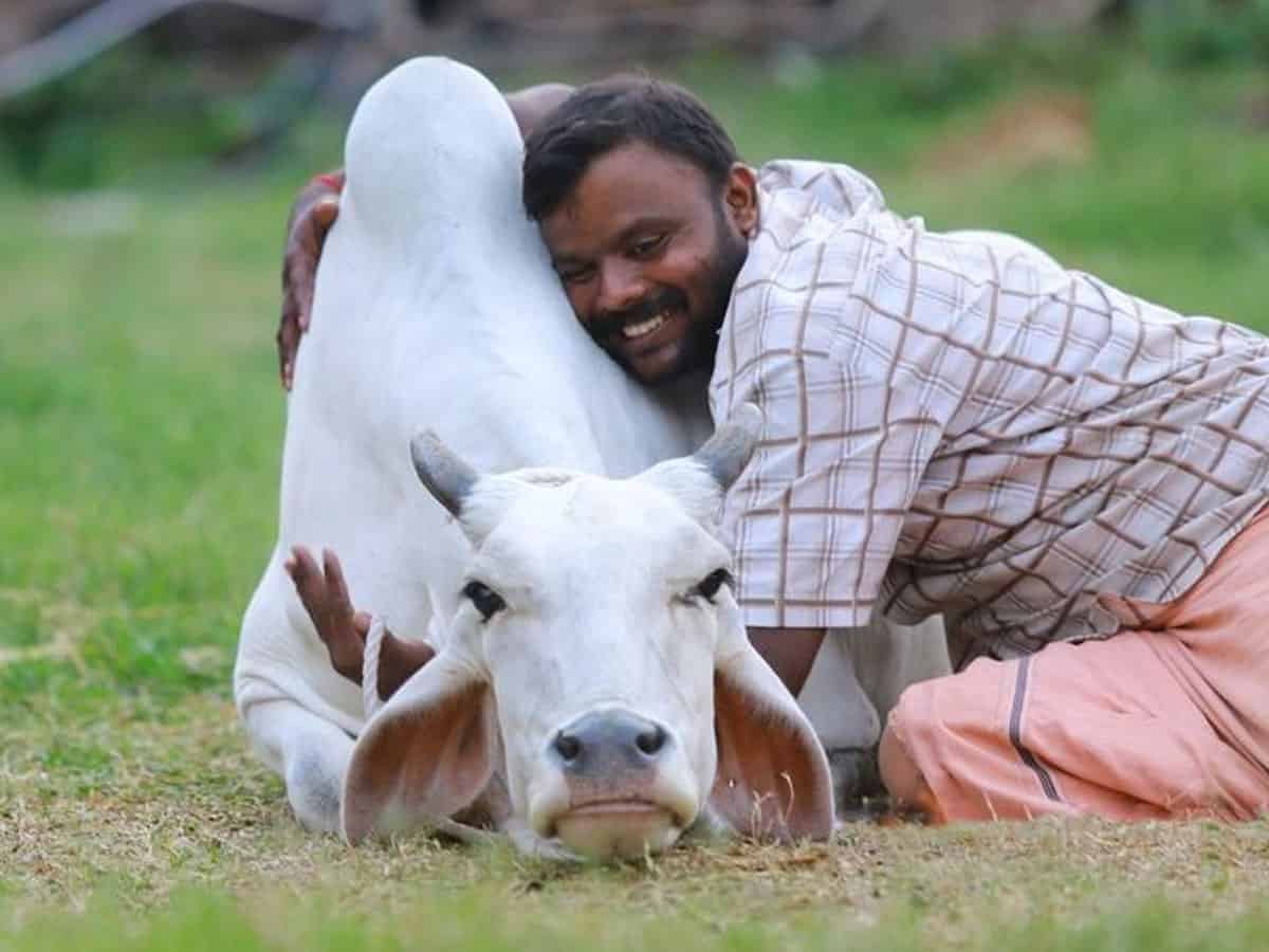 Feb 14th - Govt says Celebrate 'Cow Hug Day'